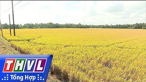 THVL | Hạn chế lúa đổ ngã trong mùa mưa