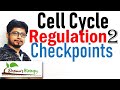 Cell Cycle Checkpoints | Cell cycle regulation 2