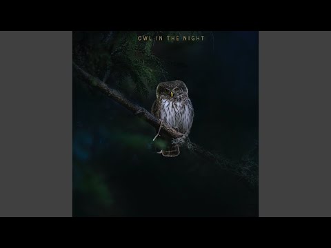 Watch Owl in the night on YouTube
