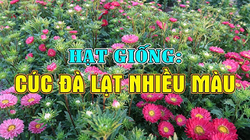 HẠT GIỐNG CÚC ĐÀ LẠT, CÚC 7 MÀU, CÚC MAGIC, CÚC NẮP KEN