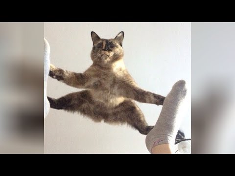 It's TIME for - Best FUNNY CAT videos - YouTube