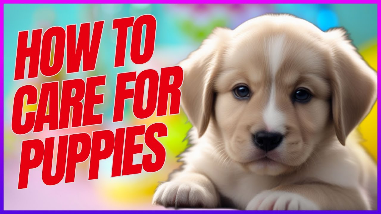HOW TO CARE FOR A BABY DOG ( PROPER WAY ) - YouTube
