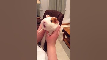 Thumbnail of How NOT!!! to hold a GUINEA PIG!!!