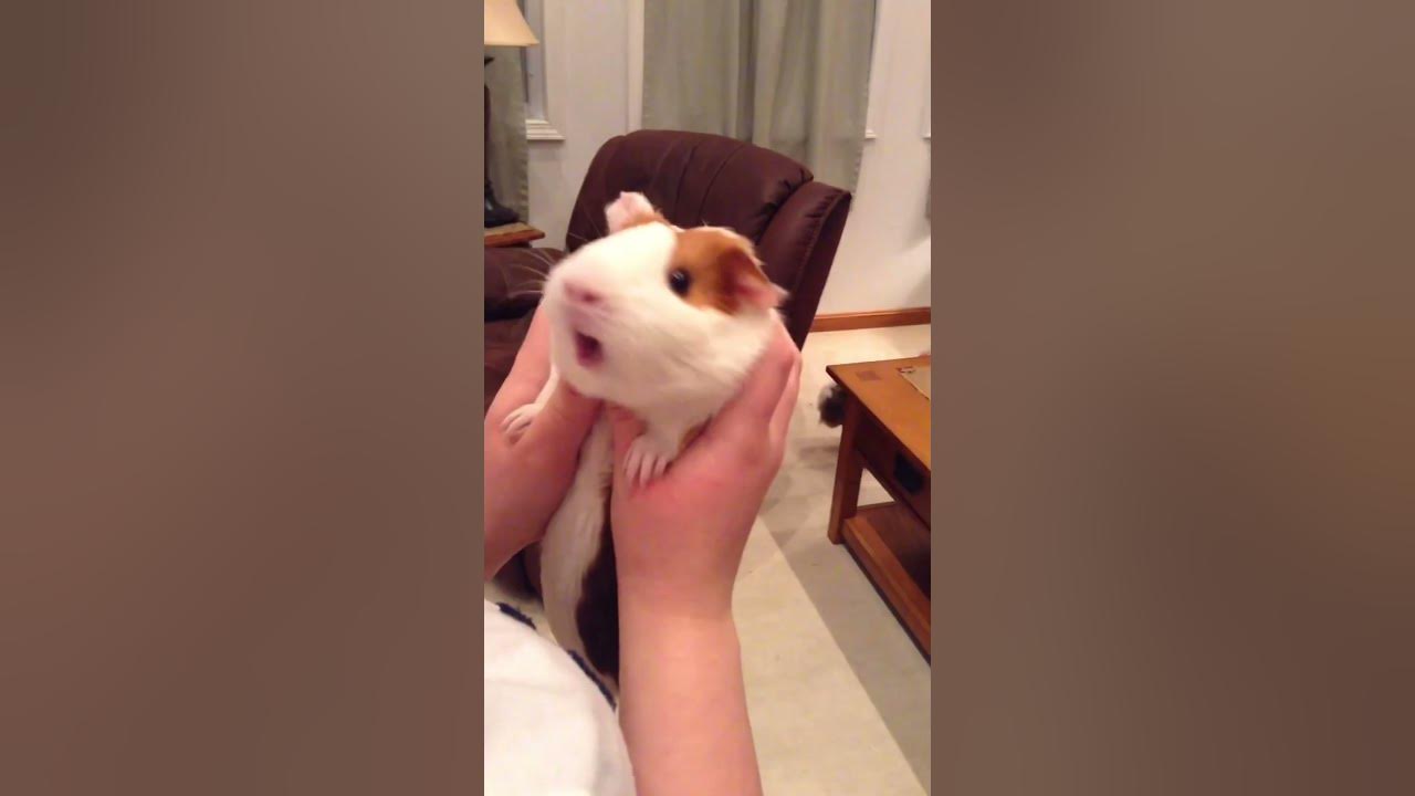 How NOT!!! to hold a GUINEA PIG!!!