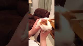 How NOT!!! to hold a GUINEA PIG!!! screenshot 5