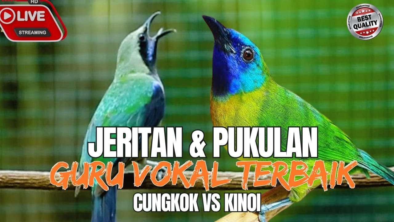 GURU VOKAL PALING HANDAL!!  JERITAN DAN PUKULAN - TEMBAKAN CUNGKOK Vs JERITAN KINOI SEJALUR PANJANG
