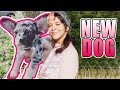 Meet Melanie Martinez&#39;s NEW Dog, Banana | Melanie Martinez News