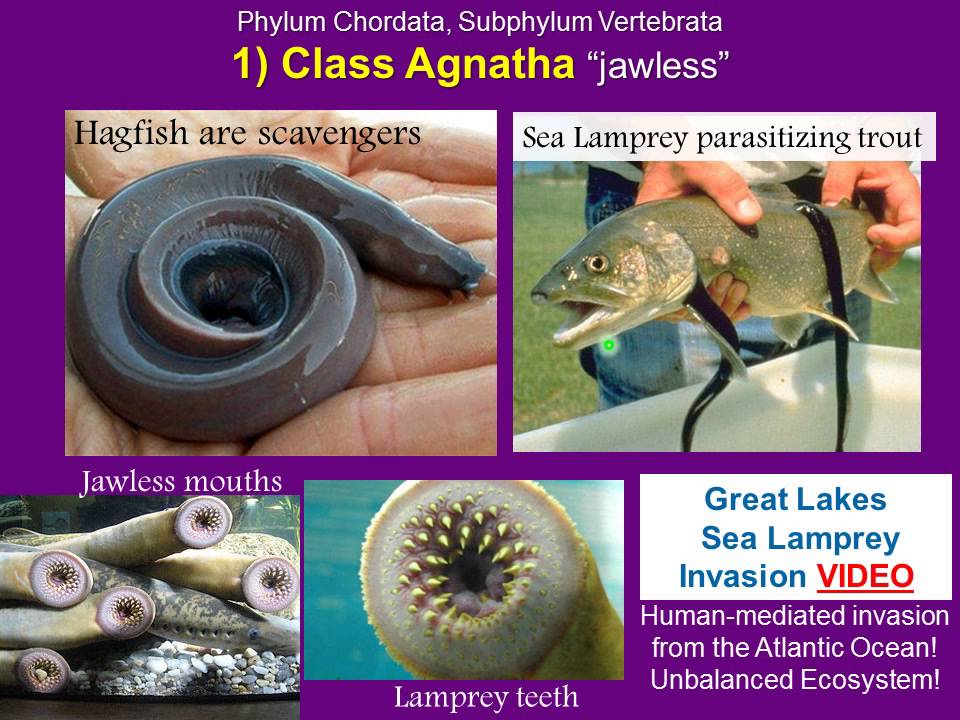 biology 182 lab 40b phylum chordata youtube