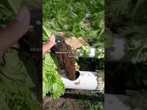 Video: Info Busuk Akar Bawang Pythium - Cara Mengobati Bawang Dengan Pythium Rot