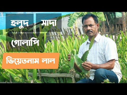 ভিডিও: লাল ড্রাগন