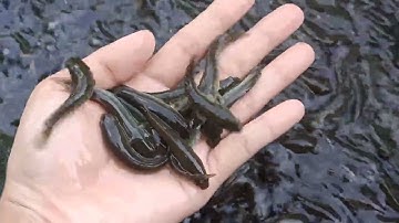 cá lóc giống nha bà con                 0909 77 05 09