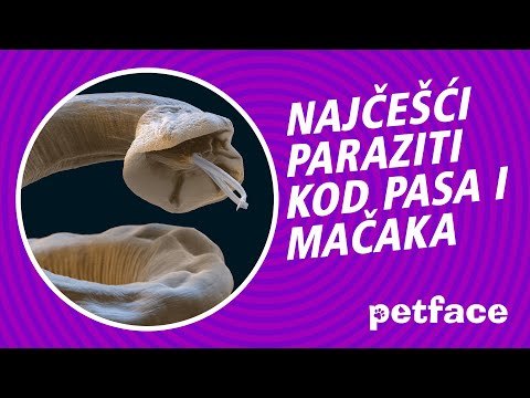 Video: Infekcija Crijevnog Parazita (Strongiloidijaza) Kod Mačaka