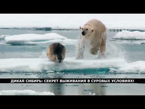 ТРЕЙЛЕР. ДИКАЯ СИБИРЬ- СЕКРЕТЫ ВЫЖИВАНИЯ В СУРОВЫХ УСЛОВИЯХ!