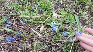 Spring Cleanup of your Pollinator Garden