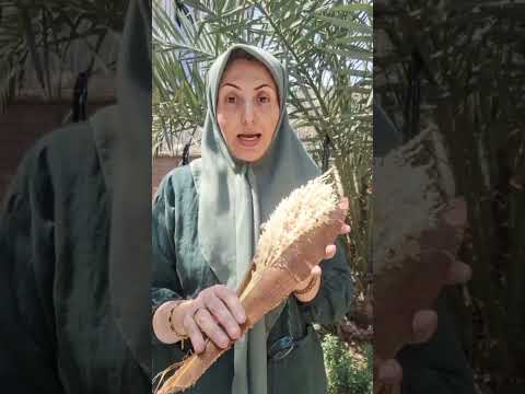 گرده نخل اصل سالم و خشک و تازه برداشت امسال موجوداست برای سفارش واتساپ 09163069699 درخدمتم