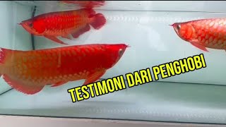 TESTIMONI DARI PENGHOBI.