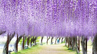 日本一の藤まつり 岡山県和気町 Youtube 日本一の藤まつり 岡山県和気町 Youtube