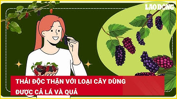 Thải độc thận với loại cây dùng được cả lá và quả| Báo Lao Động