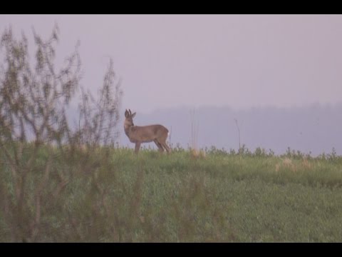 Zwei Rehe im Morgengrauen