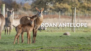 New Arrival On Safari Drive Roan Antelope Calf Fergus