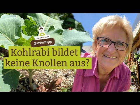 Video: Kohlrabi - Kohl Ohne Verschlüsse Und Kleidung