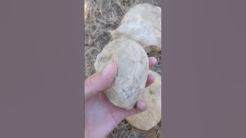 100 million-year-old Texas nautilus fossils
