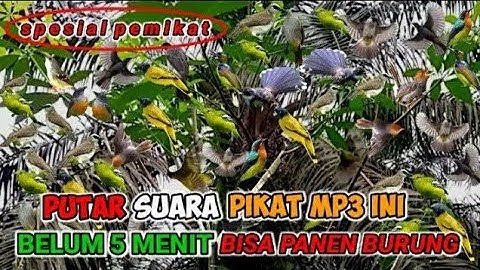 Suara Mp3 Pikat Burung Kecil Kombinasi Kutilang Ribut