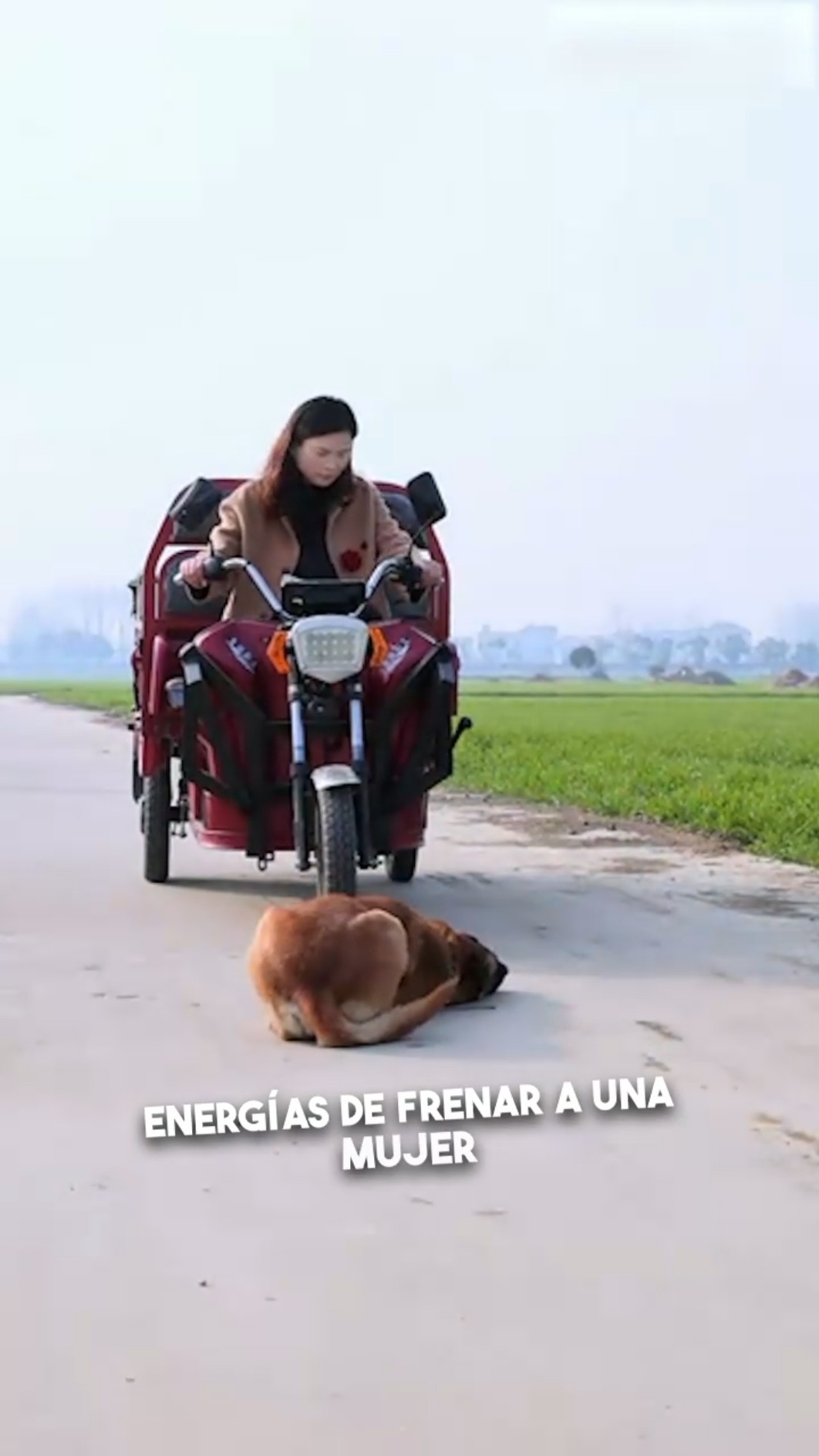 ¡Un perro salvó lo imposible! ??