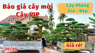 Báo giá công khai, cây Sanh già, giá rẻ, Cây sanh Khủng, VIP nhất nhà vườn Thành Nam