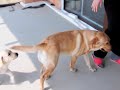 Labrador retriever - Lucy i Afi