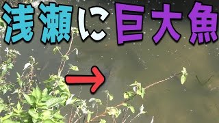 生肉で意外な生き物が釣れた 4話【アリゲーターガーリベンジ】