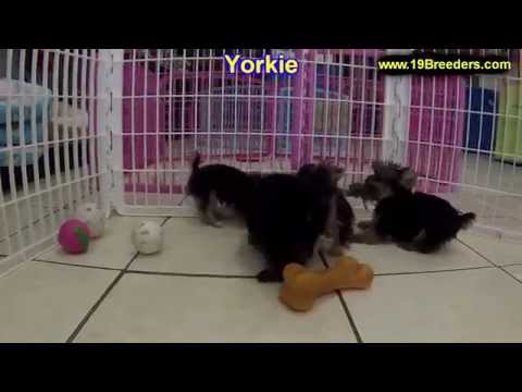 Yorkshire Terrier, Puppies, For, Sale, In, Albuquerque, New Mexico, NM, Gallup, Carlsbad, Alamogordo