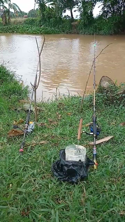 TES UMPAN KUCUR MANCING IKAN BAUNG #shorts #mancingmania #tekapokngusep