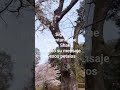 Sakuras En Nara 