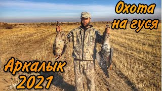 Охота на гуся в Казахстане Аркалык 2021/Побег гуся был не замечен!!!