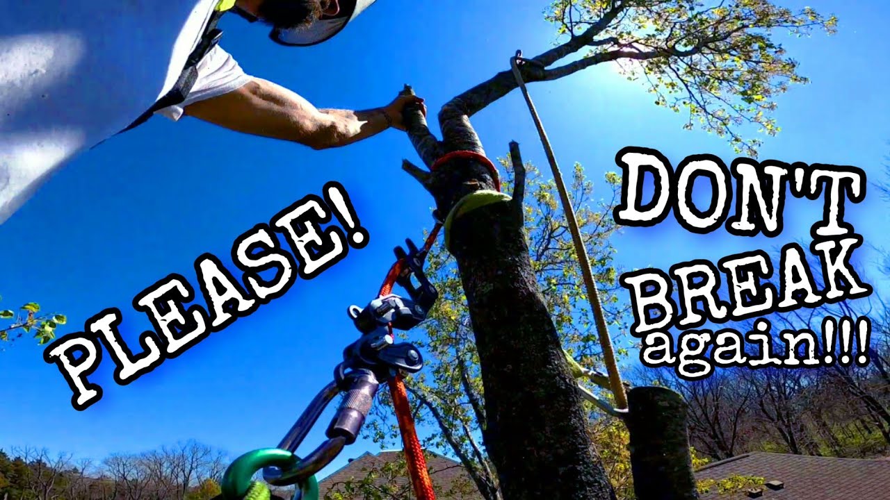🆕️ CLIMBING & REMOVING The WORST Tree In The WORLD! (part 1 of 2) - YouTube