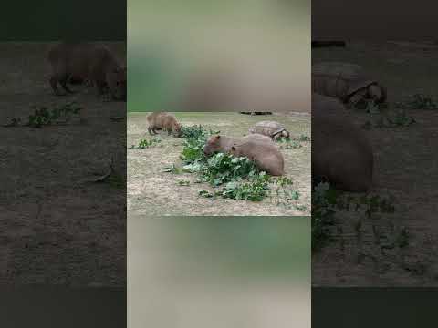 الكابيبارا أهدأ حيوان في العالم