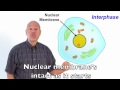 Mitosis Rap: Mr. W's Cell Division Song Mp3 Song