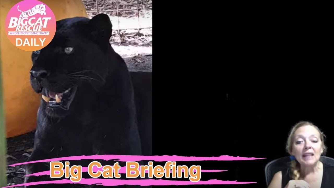 leopard print Big Cat Rescue's Flash Briefing 2019 09 25