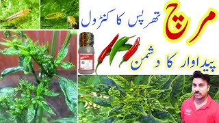 Thrips control in Chilli Crop |How to Control Thrips in Hybrid Chilli Field|How to get rid of Thrips