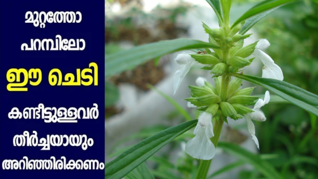 തുമ്പ ചെടിയുടെ ആരോഗ്യഗുണങ്ങൾ Health Benefits of Thumba Plant