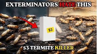 The $3 Termite KILLER Exterminators Don't Want You to Know
