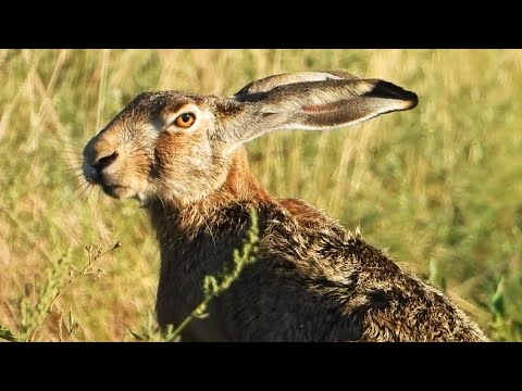 Очень Серьёзный Заяц-русак / A Very Serious Hare