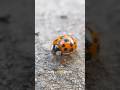 How &#39;Bout Ladybug Trivia? #trivia #science #nature #animals #fun #facts #knowledge #fyp #shortvideo