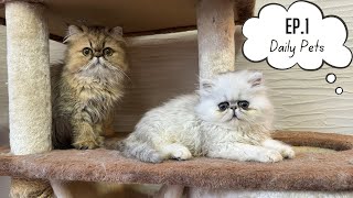 EP.1 Daily Pets | Persian Cat & Pomeranian Dog
