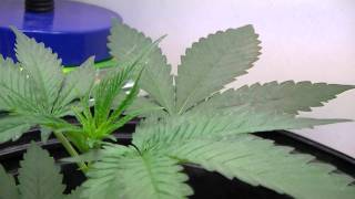 Sugar Shack X Super Silver Haze Day 29