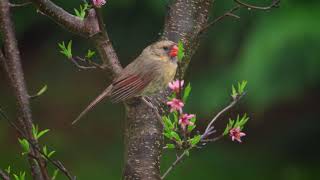 Northern Cardinal female in peach tree, rain chewing blossoms Cine 2 leeming LUT 100CBR