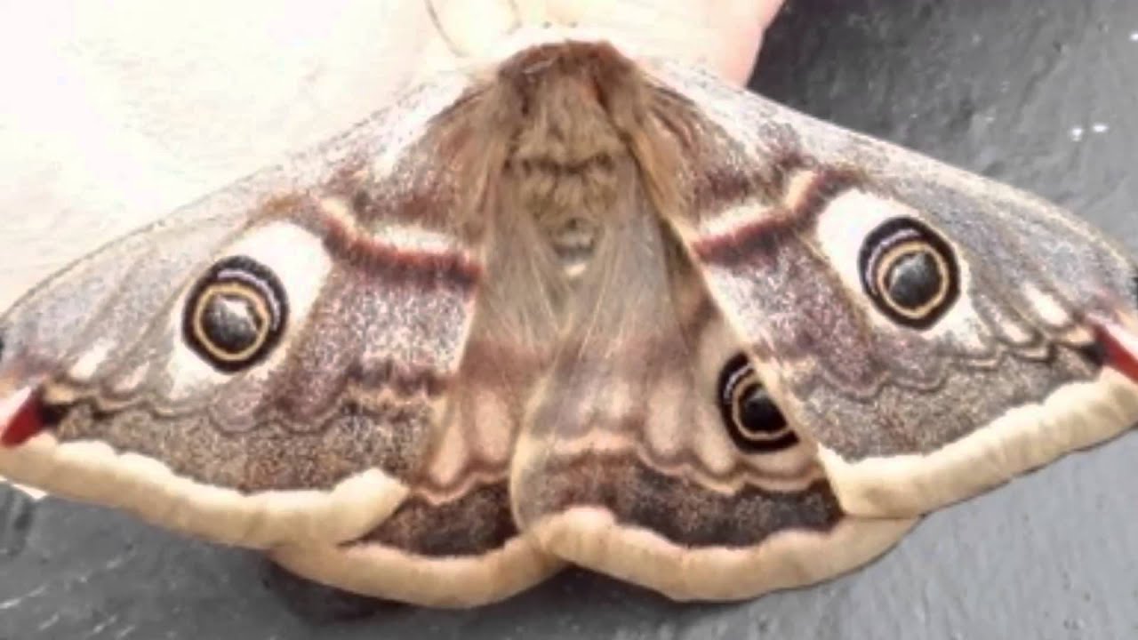 07 Emperor of Exmoor