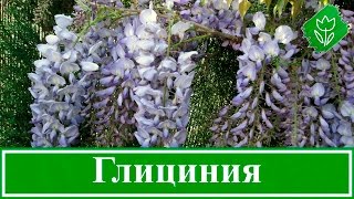 Цветок глициния – посадка и уход; выращивание глицинии из семян; как вырастить глицинию