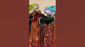 Quaker parrot | Quaker Parrot Bonding
